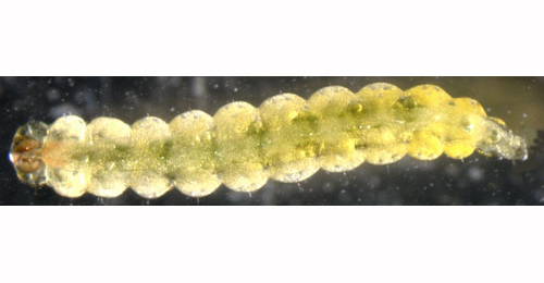 Ectoedemia septembrella larva