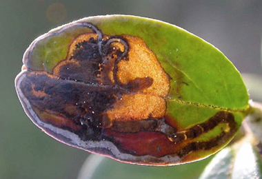 Mine of Ectoedemia weaveri on Vaccinium vitis-idaea