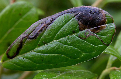 Mine of Ectoedemia weaveri on Vaccinium vitis-idaea