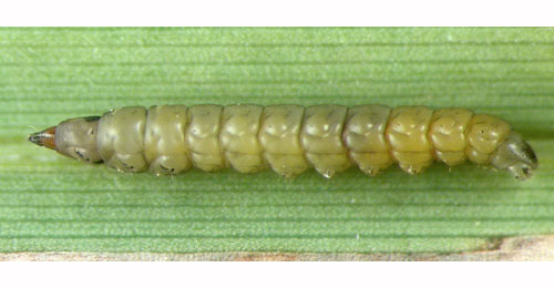 Elachista adscitella larva,  lateral