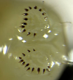 Elachista albifrontella larva,  anal prolegs