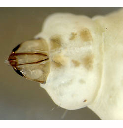 Elachista albifrontella larva,  dorsal