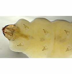 Elachista albifrontella larva,  ventral