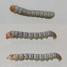 Larvae of Elachista gangabella