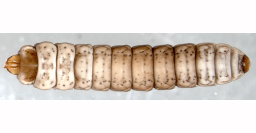 Elachista gangabella larva,  dorsal (in alcohol)