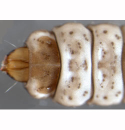 Elachista gangabella larva,  dorsal (in alcohol)