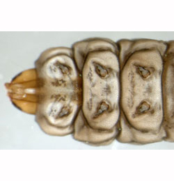 Elachista gangabella larva,  ventral  (in alcohol)