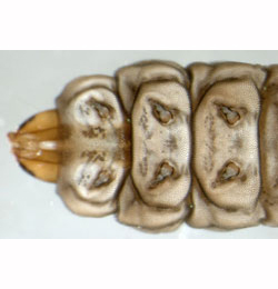 Elachista gangabella larva,  ventral (in alcohol)