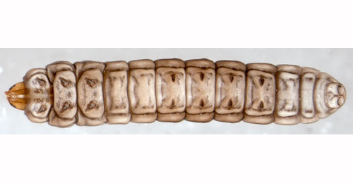 Elachista gangabella larva,  ventral  (in alcohol)