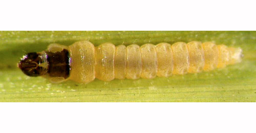 Elachista gleichenella larval,  dorsal