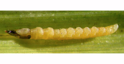 Elachista gleichenella larval,  lateral