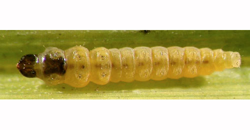 Elachista gleichenella larval,  ventral