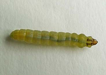 Larva of Elaschista poae