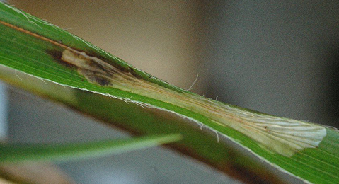 Mine of Elachista regificella on Luzula sylvatica