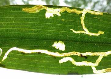 Mines of Elophila nymphaeata on Potamogeton cf. natans