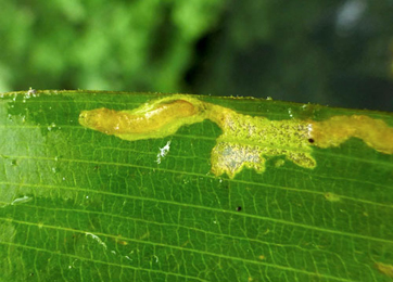 Mines of Elophila nymphaeata on Potamogeton cf. natans