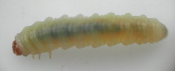  Larva of Endophytua anemones on Anemone