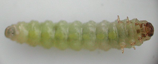  Larva of Endophytua anemones on Anemone
