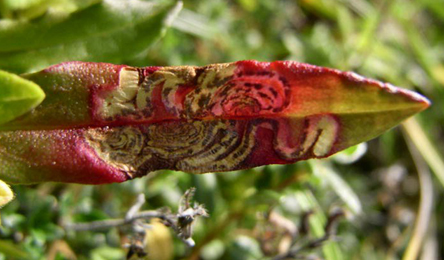 Mine of Enteucha acetosae on Rumex