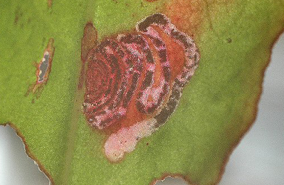 Mine of Enteucha acetosae on Rumex