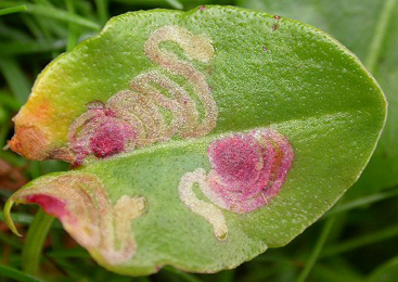 Mine of Enteucha acetosae on Rumex