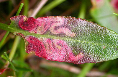 Mine of Enteucha acetosae on Rumex