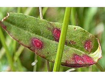 Mine of Enteucha acetosae on Rumex