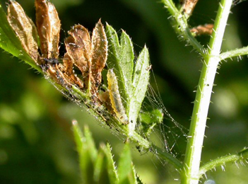 Mine of Epermenia aequidentellus