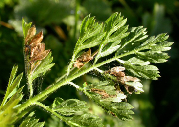 Mine of Epermenia aequidentellus