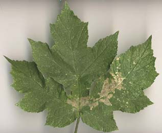 Mine of Epermenia chaerophyllella on Heracleum sphondylium