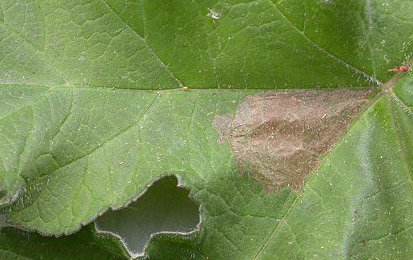 Mine of Epermenia chaerophyllella on Anthriscus