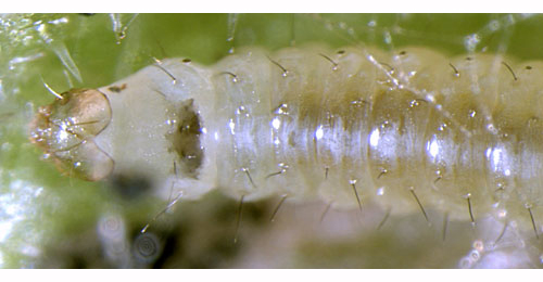 Epermenia chaerophyllella larva,  dorsal