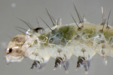 Epermenia chaerophyllella larva,  lateral