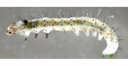 Epermenia chaerophyllella larva,  lateral