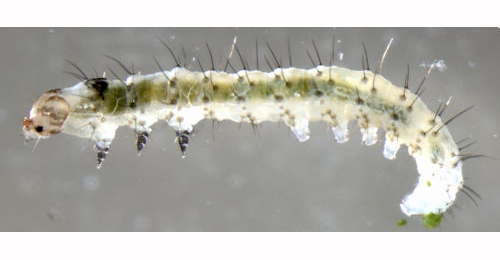 Epermenia chaerophyllella larva,  dorsal