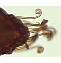 Epermenia chaerophyllella puparium,  cremaster,  lateral