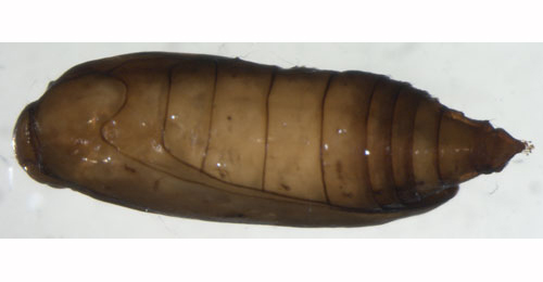 Epermenia chaerophyllella puparium,  lateral