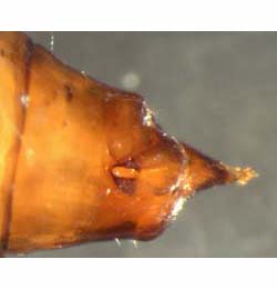 Epermenia chaerophyllella puparium,  lateral