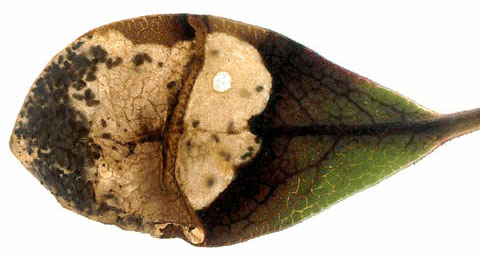Mine of Epinotia nemorivaga on Arctostaphylos uva-ursi