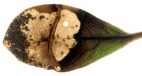 Mine of Epinotia nemorivaga on Arctostaphylos uva-ursi