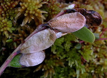 Mines of Epinotia nemorivaga on Arctostaphylos uva-ursi