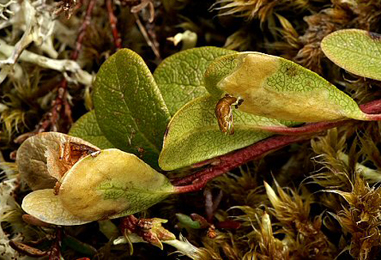 Mines of Epinotia nemorivaga on Arctostaphylos uva-ursi