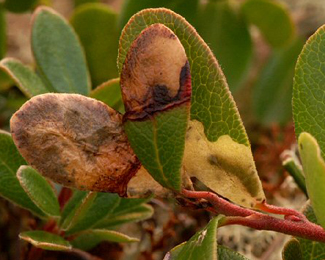 Mines of Epinotia nemorivaga on Arctostaphylos uva-ursi