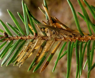 Mines of Epinotia tedella on Picea abies