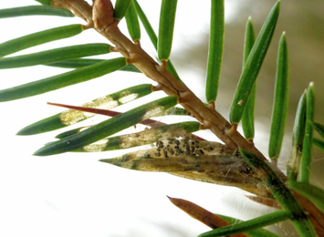 Mines of Epinotia tedella on Picea abies