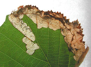 Mine of Paracrania chrysolepidella