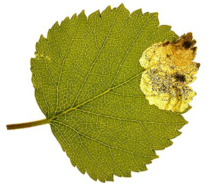 Mine of Eriocrania cicatricella on Betula