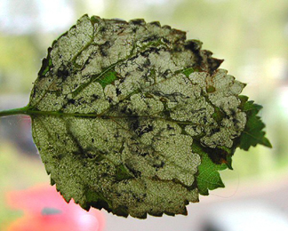 Mine of Eriocrania cicatricella on Betula