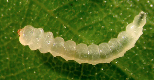 Eriocrania cicatricella larva,  dorsal