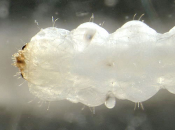 Eriocrania cicatricella larva,  dorsal